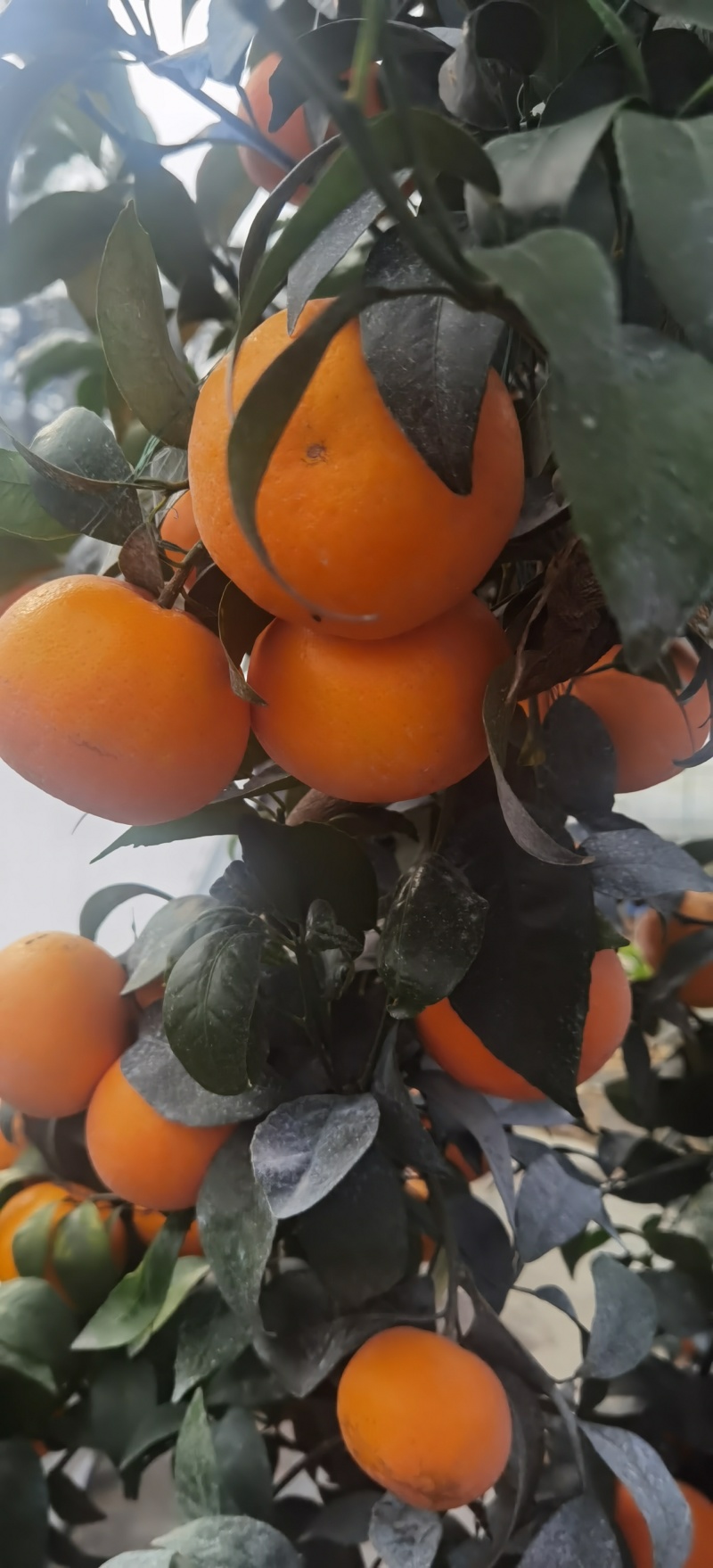 广西上林县优质沃柑大量上市
