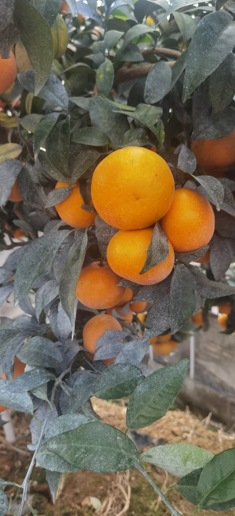 广西上林县优质沃柑大量上市