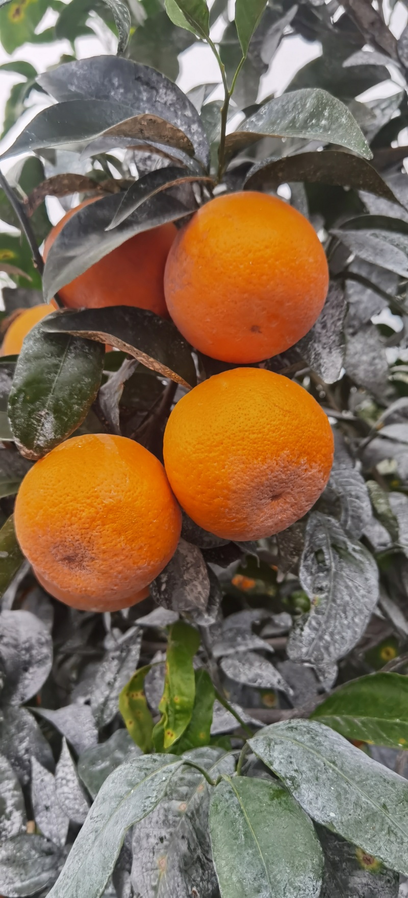 广西上林县优质沃柑大量上市