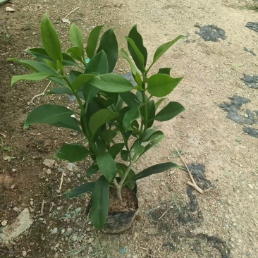 非洲茉莉20-25高大量出售自家货源基地直销可视频