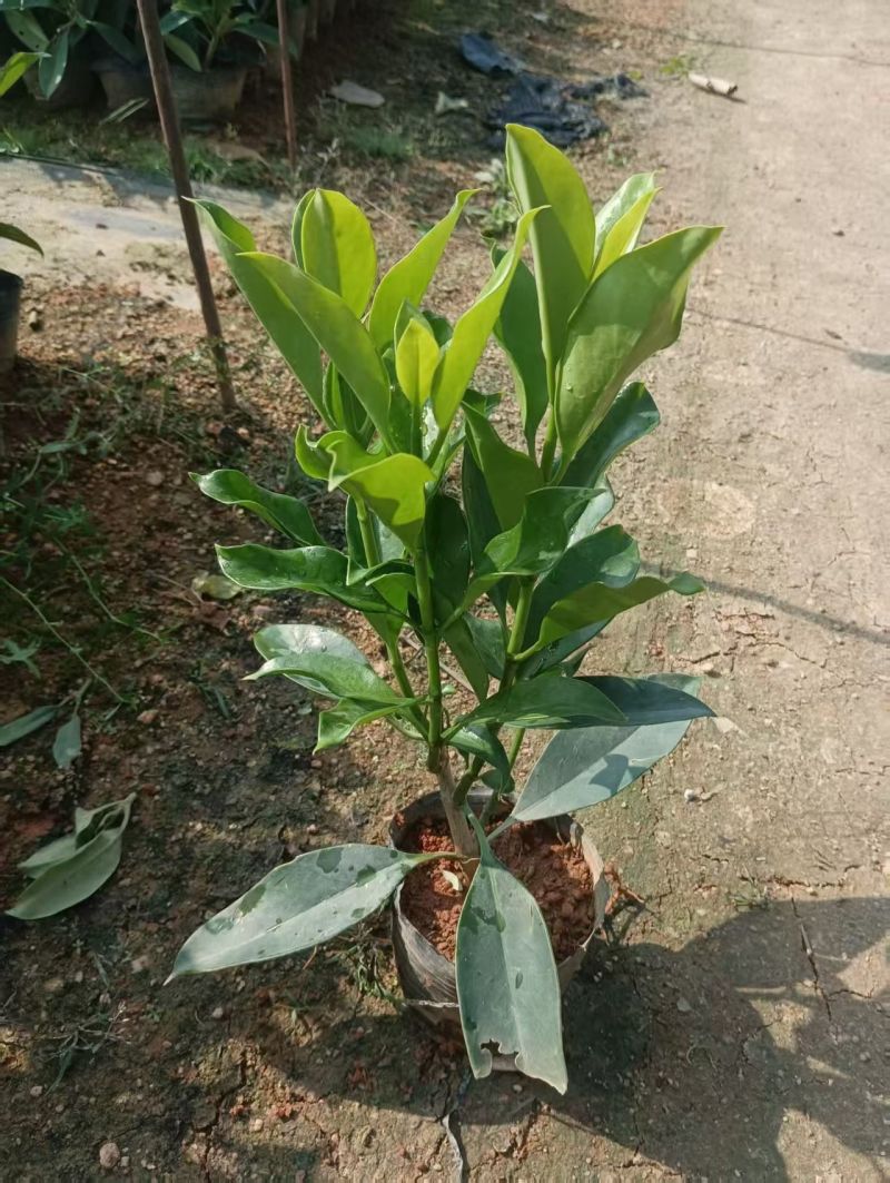 非洲茉莉20-25高大量出售自家货源基地直销可视频