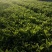 非洲茉莉20-25高大量出售自家货源基地直销可视频