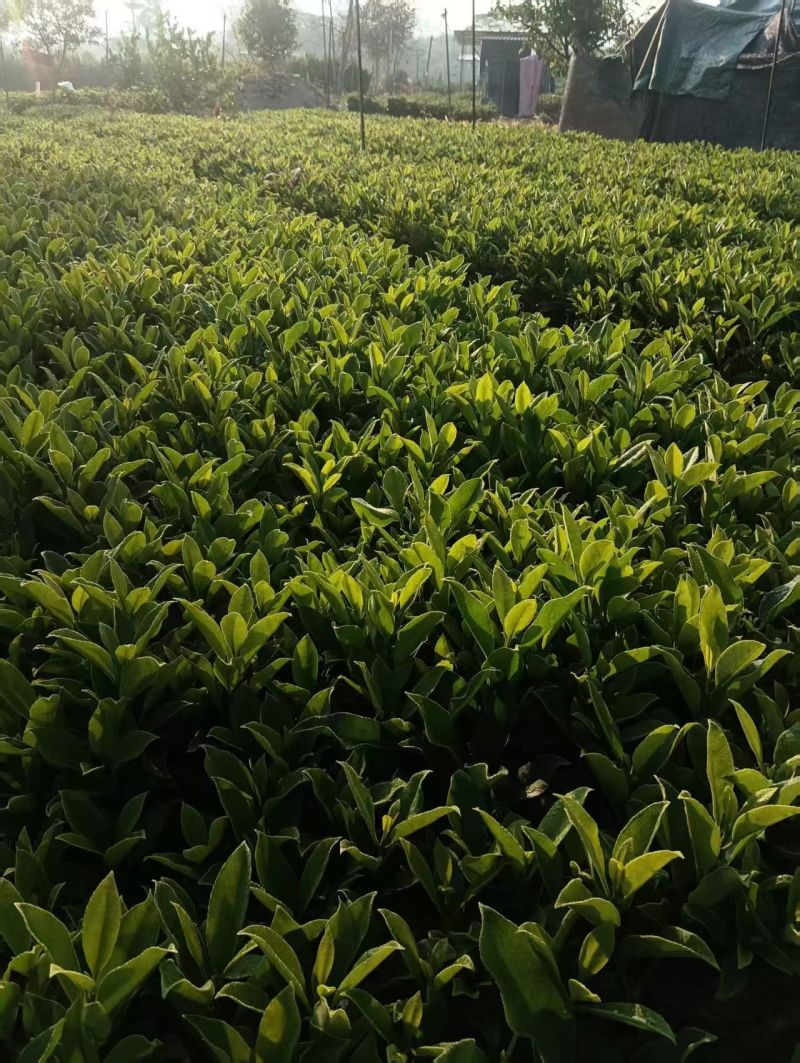 非洲茉莉20-25高大量出售自家货源基地直销可视频