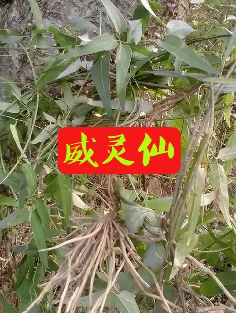 威灵仙中药材欢迎各位老板来电咨询订购