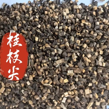 桂枝广西桂枝香味浓郁一手货源批发零售量大从优