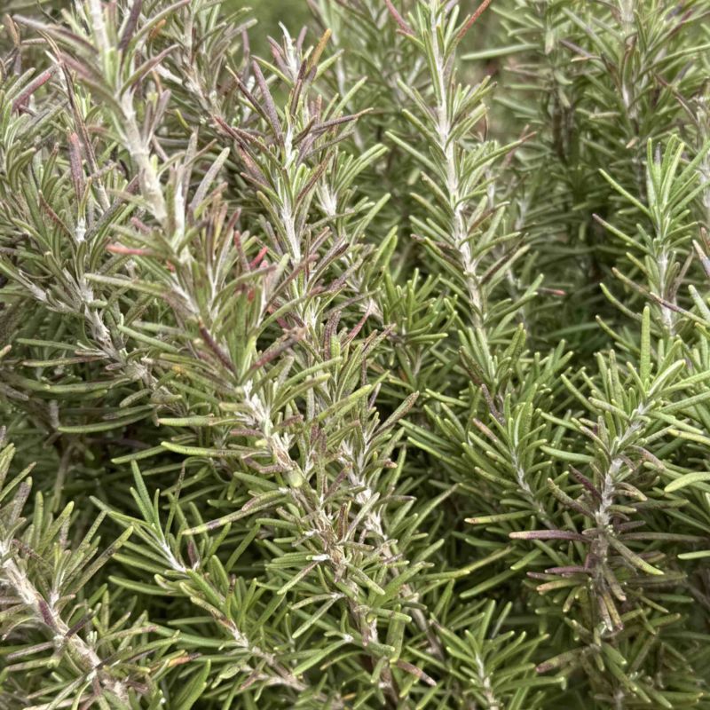 迷迭香大量供应有需要的联系我合作愉快