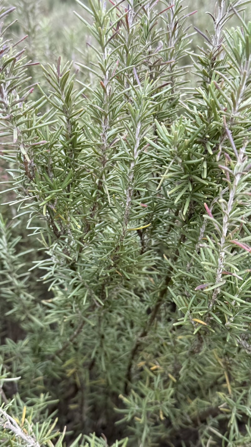 迷迭香大量供应有需要的联系我合作愉快