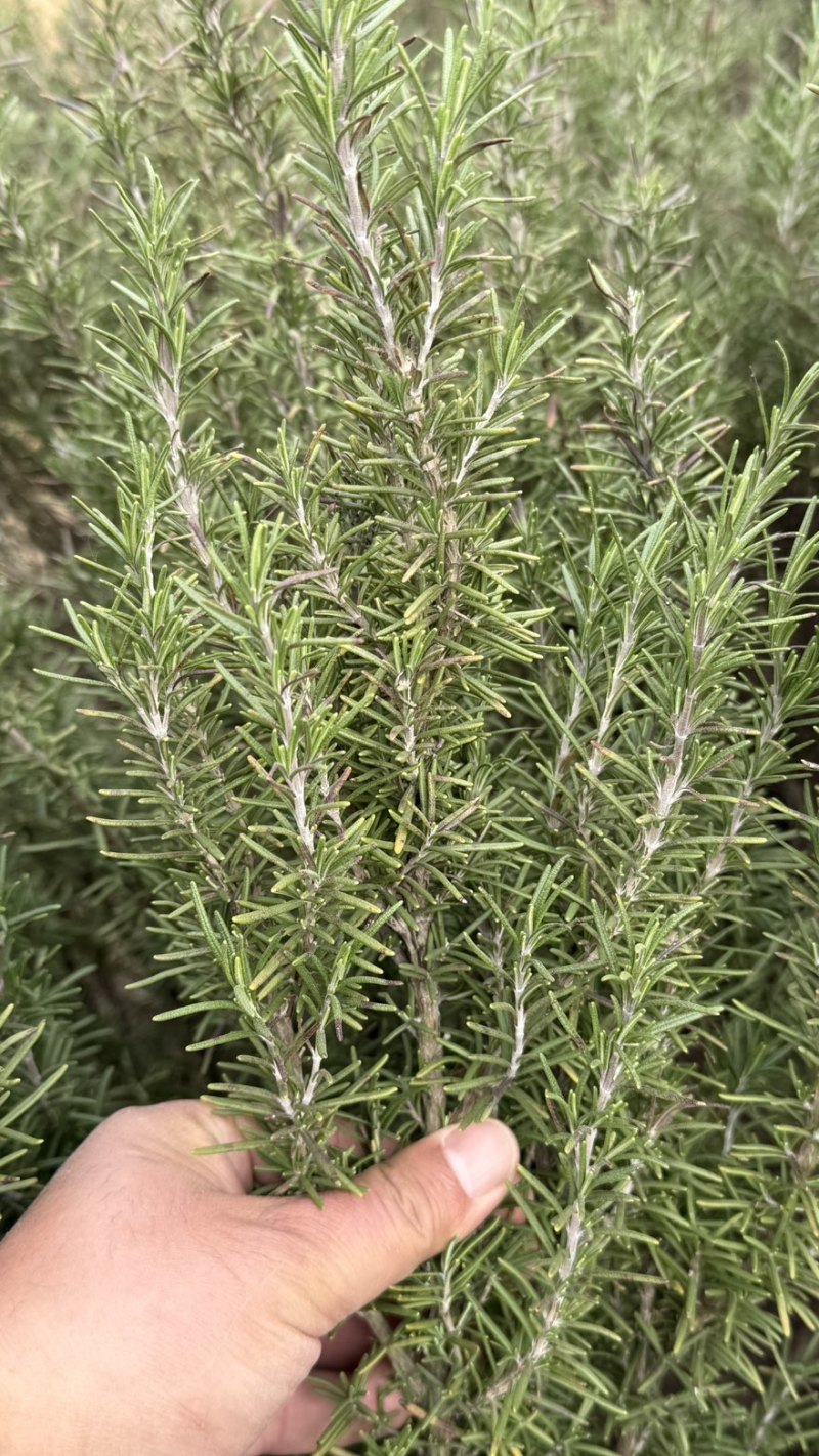 迷迭香大量供应有需要的联系我合作愉快