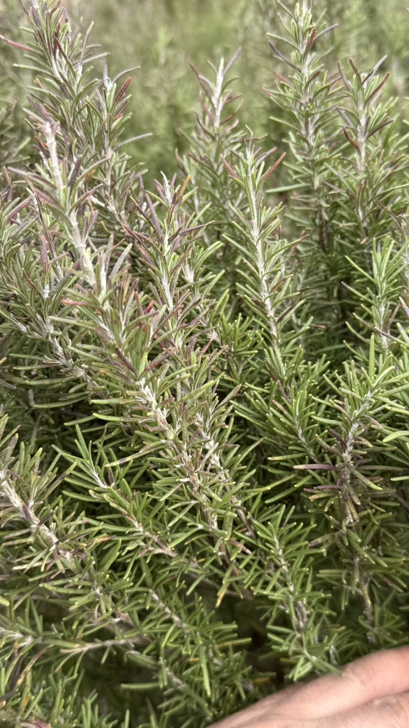 迷迭香大量供应有需要的联系我合作愉快