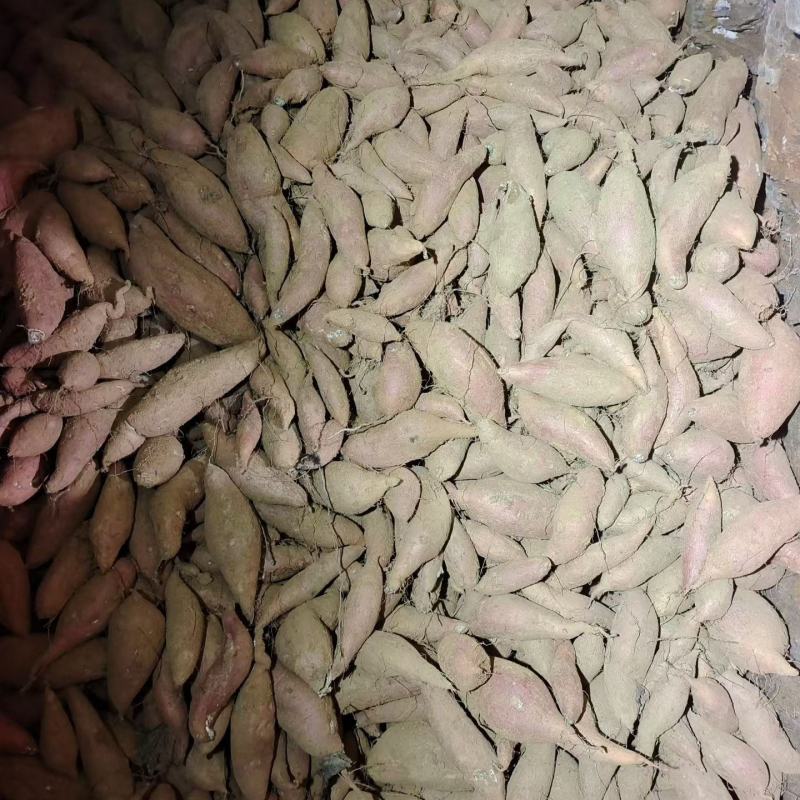 板栗薯，济26，装货中