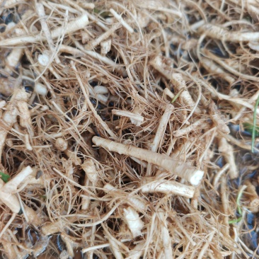 大量收香菜根