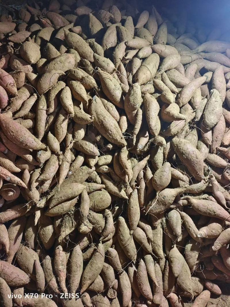 板栗薯，济26，装货中