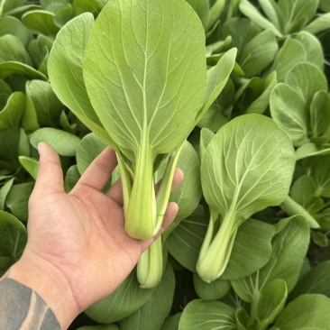 油菜青菜