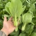 油菜青菜