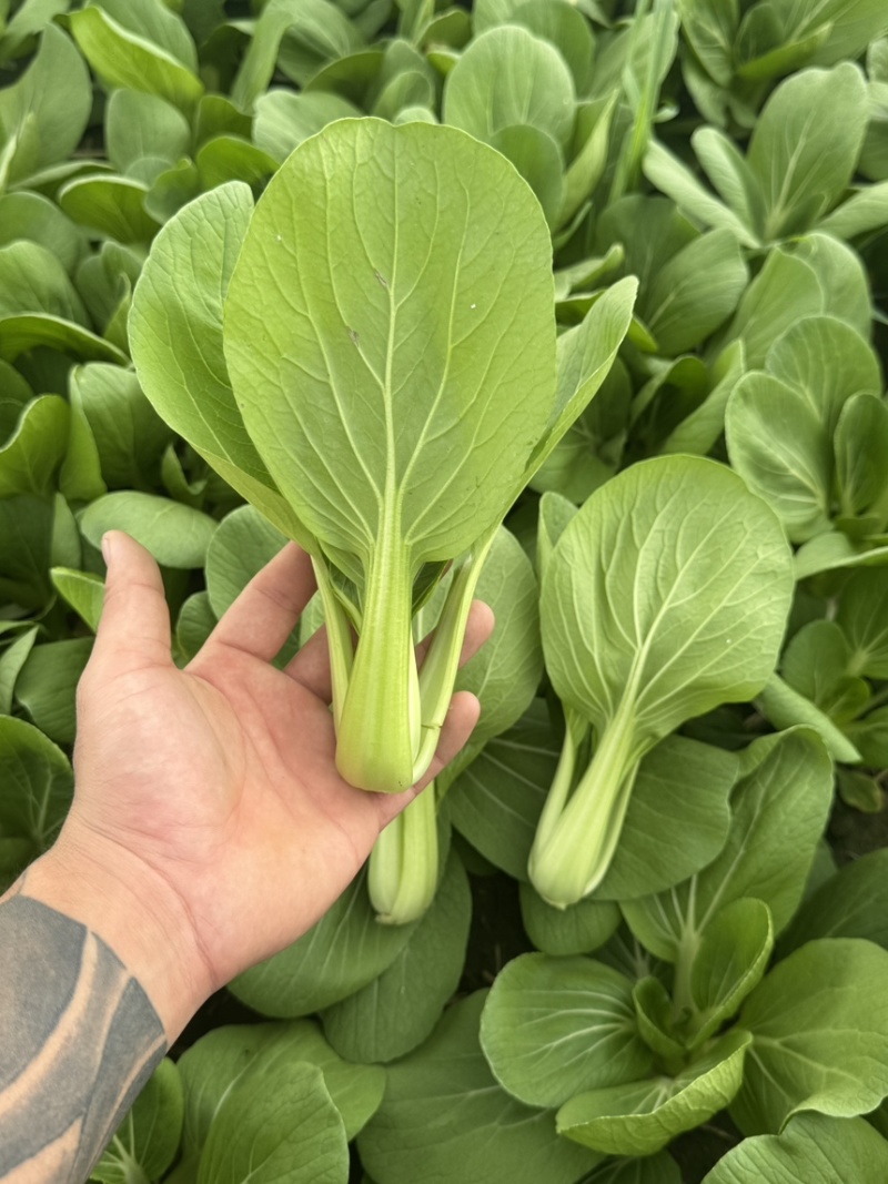 油菜青菜