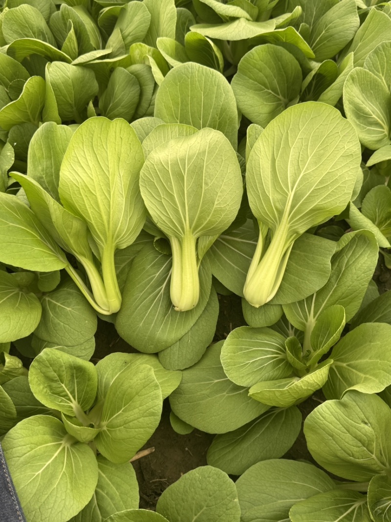 油菜青菜