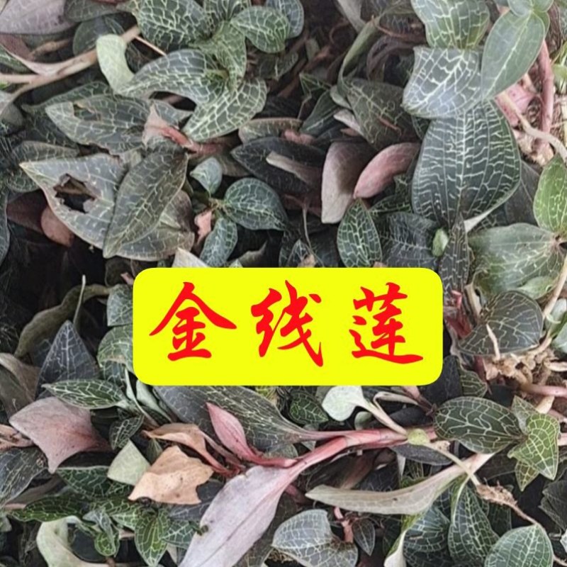 金线莲中药材欢迎各位老板来电咨询订购