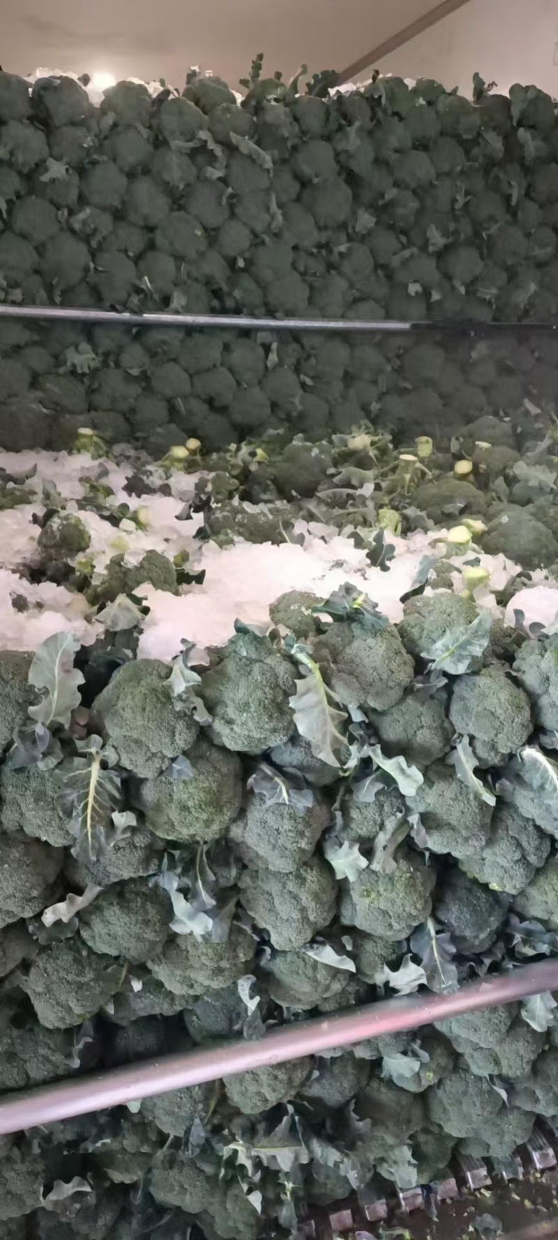 西兰花大量供应中对接市场档口商超一条龙服务欢迎来电咨询