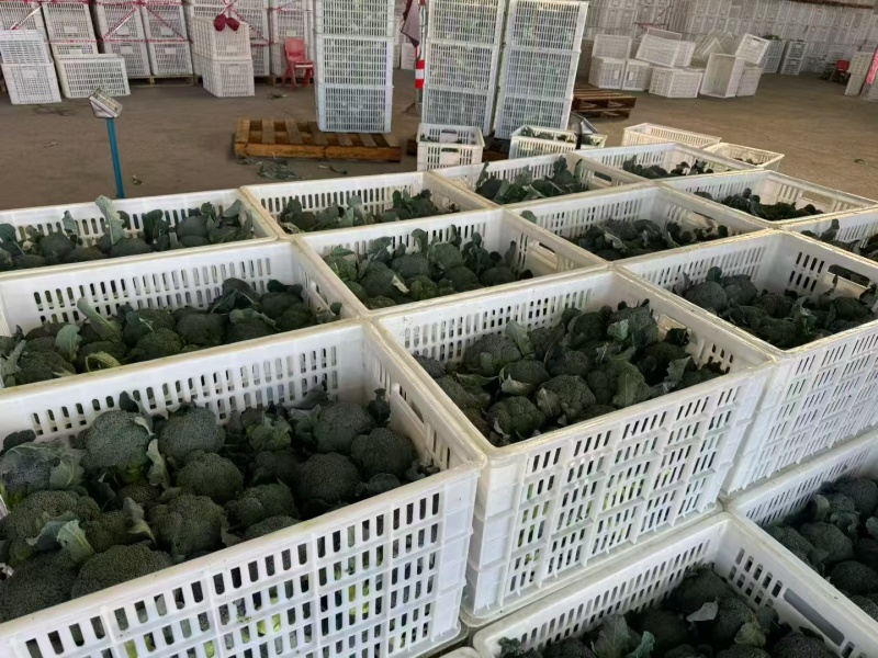 西兰花大量供应中对接市场档口商超一条龙服务欢迎来电咨询
