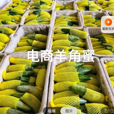 批发甜瓜，博洋25甜瓜西州密25甜瓜