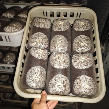 金耳菌种