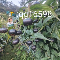 马关红果参源头基地直供