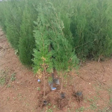 热侧柏苗柏树苗山东柏树苗根系发达成活率高长期供应诚信经营
