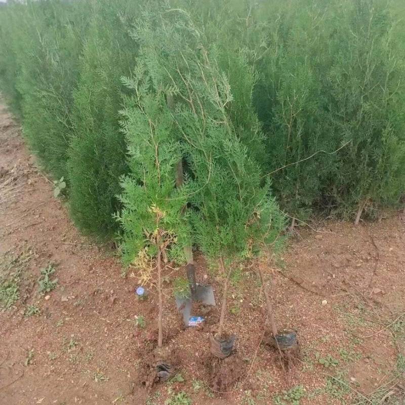 热侧柏苗柏树苗山东柏树苗根系发达成活率高长期供应诚信经营
