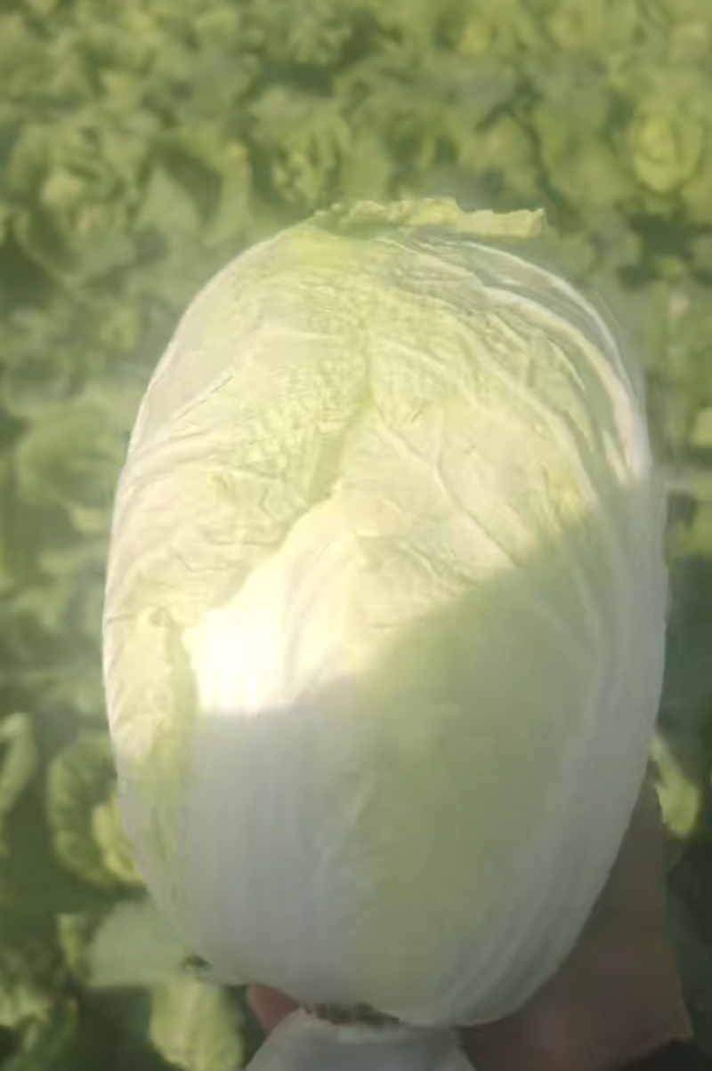 娃娃菜
