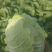 娃娃菜