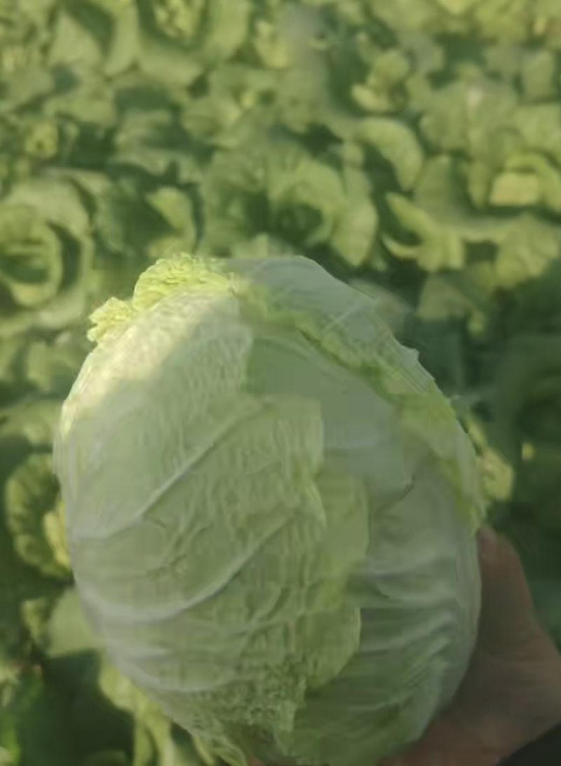 娃娃菜