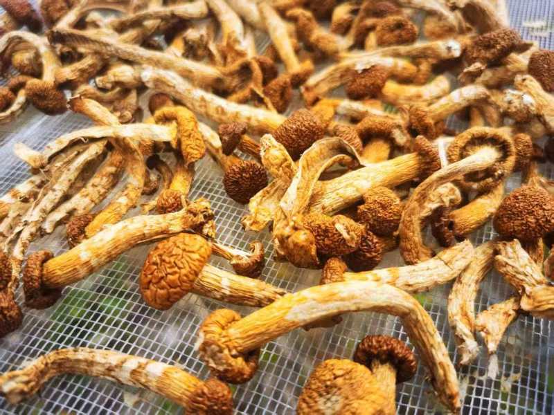 滑子菇内蒙古森工国企出品产地直供北纬52度黄金产区