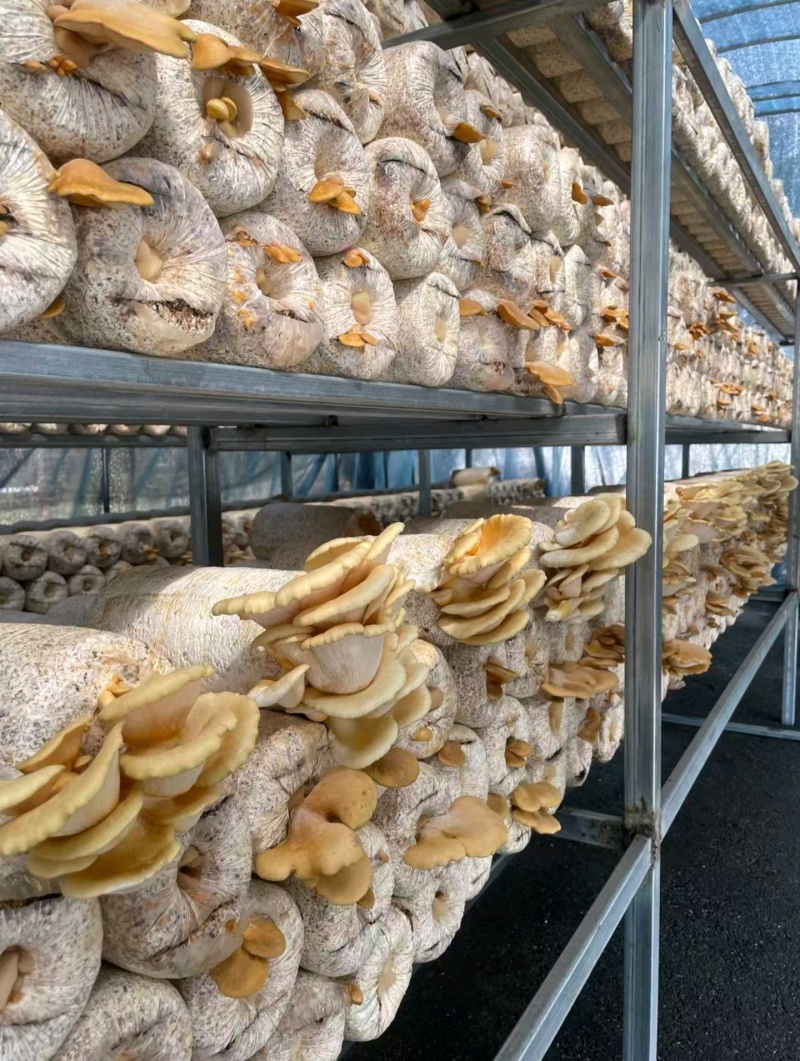 滑子菇内蒙古森工国企出品产地直供北纬52度黄金产区