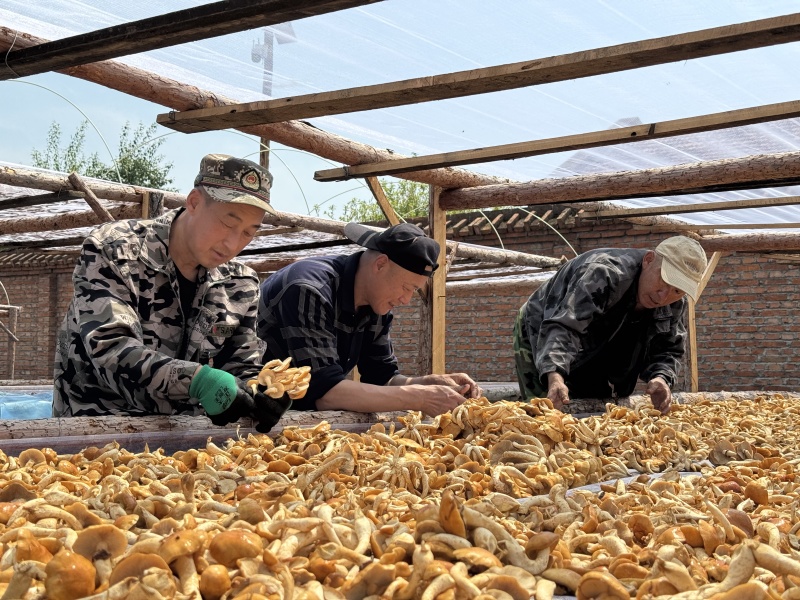 滑子菇内蒙古森工国企出品产地直供北纬52度黄金产区