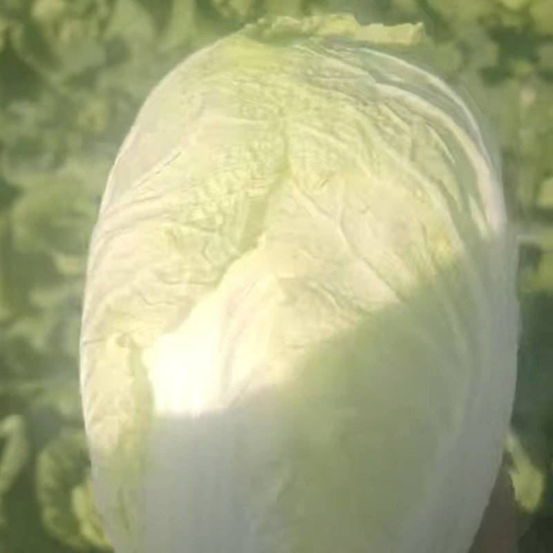 娃娃菜