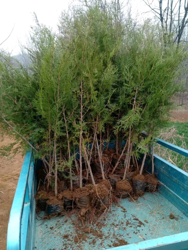 热侧柏苗柏树苗山东柏树苗根系发达成活率高长期供应诚信经营