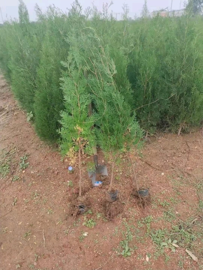 热侧柏苗柏树苗山东柏树苗根系发达成活率高长期供应诚信经营