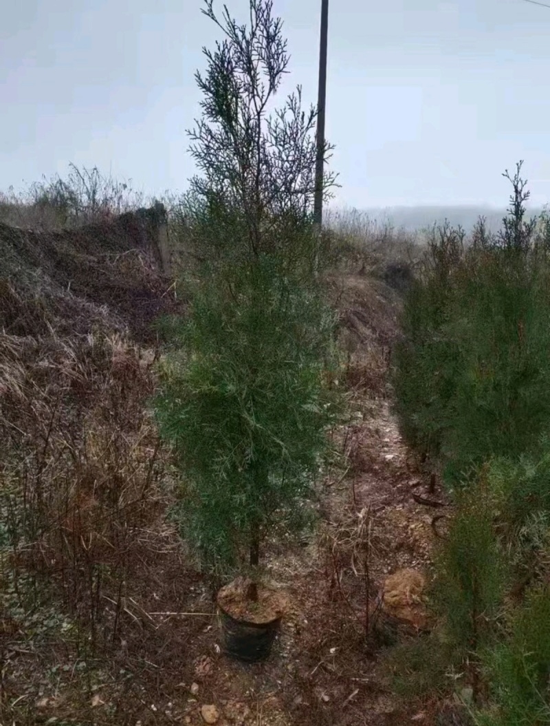 热侧柏苗柏树苗山东柏树苗根系发达成活率高长期供应诚信经营