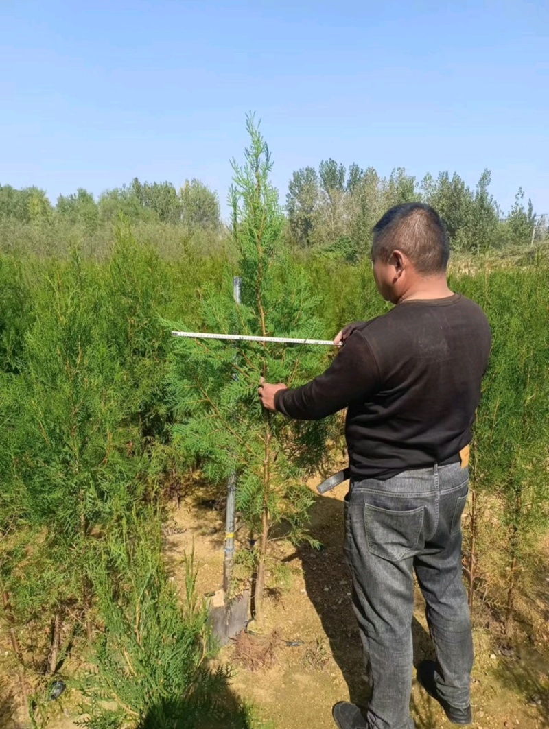 热侧柏苗柏树苗山东柏树苗根系发达成活率高长期供应诚信经营