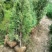 热侧柏苗柏树苗山东柏树苗根系发达成活率高长期供应诚信经营