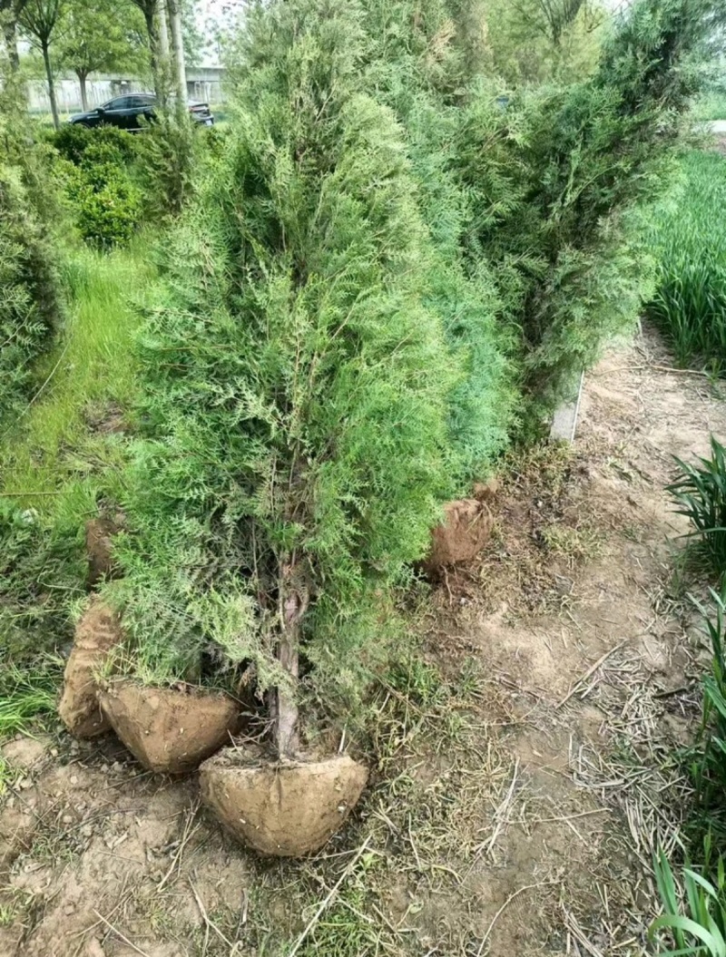 热侧柏苗柏树苗山东柏树苗根系发达成活率高长期供应诚信经营