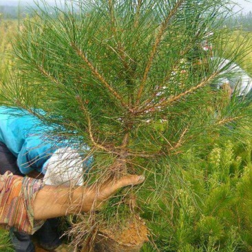 精选油松苗松树苗山东松树苗条形好运输便利基地直发成活