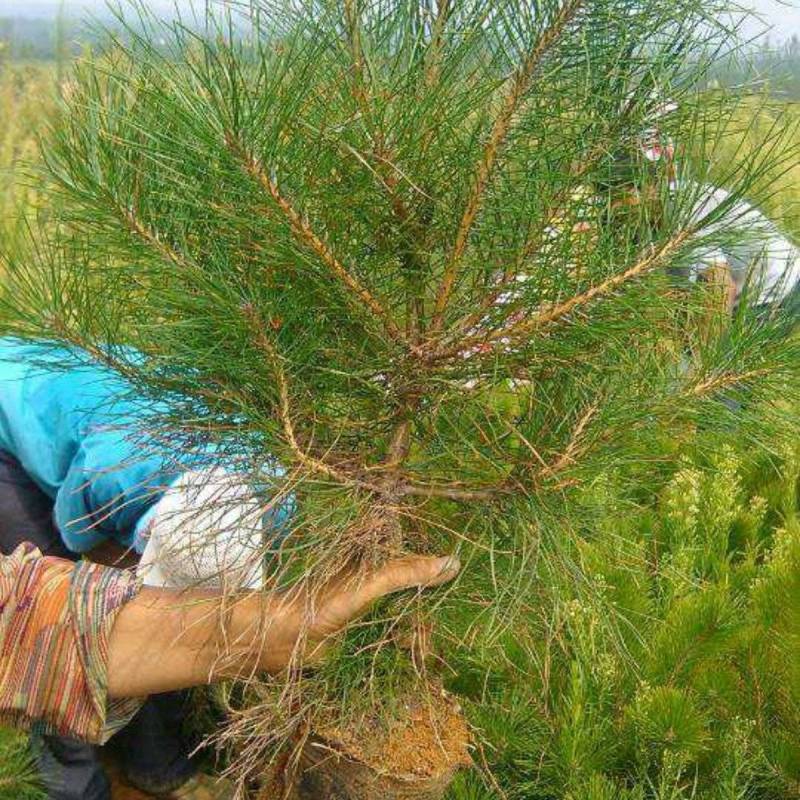精选油松苗松树苗山东松树苗条形好运输便利基地直发成活
