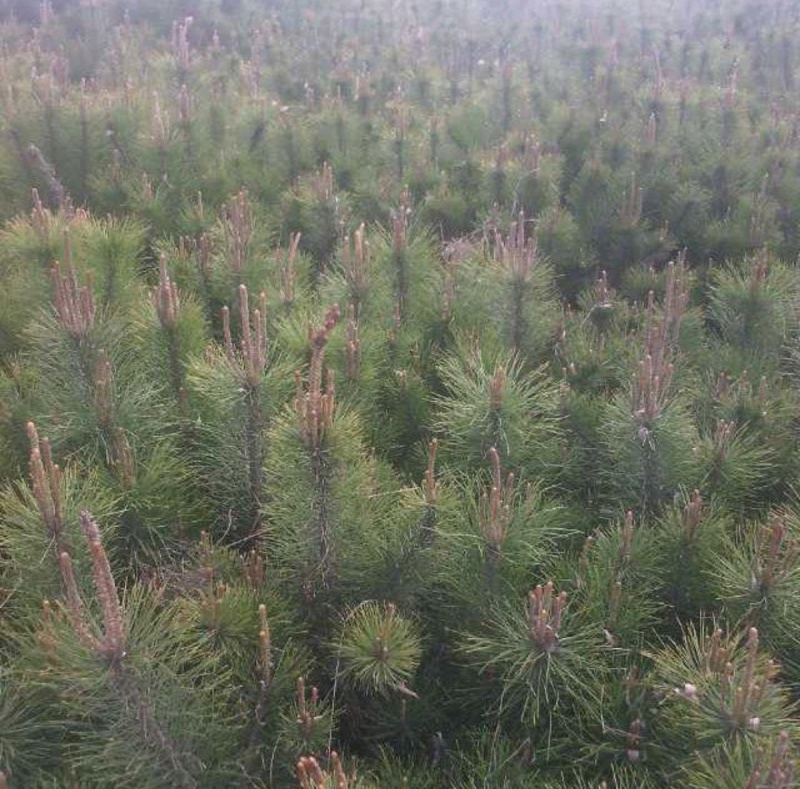 精选油松苗松树苗山东松树苗条形好运输便利基地直发成活