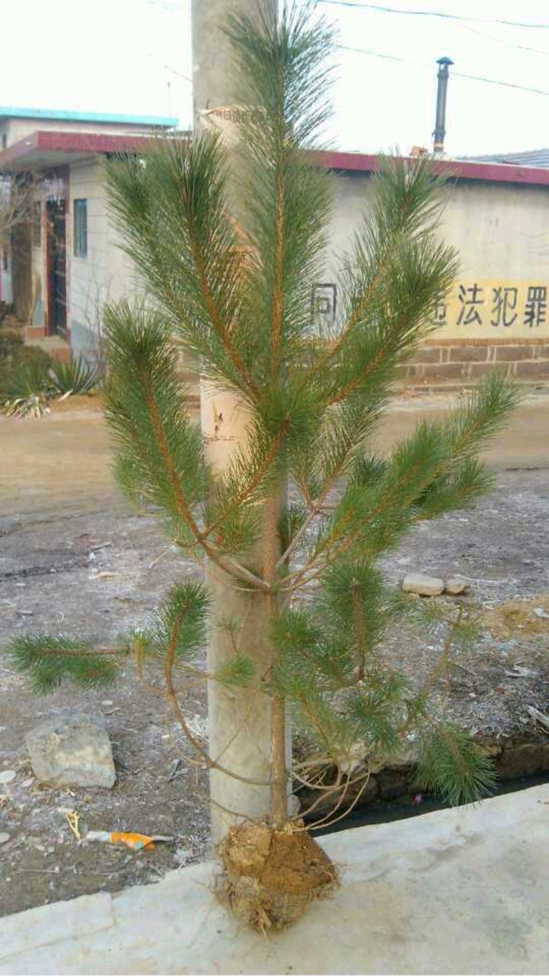 精选油松苗松树苗山东松树苗条形好运输便利基地直发成活