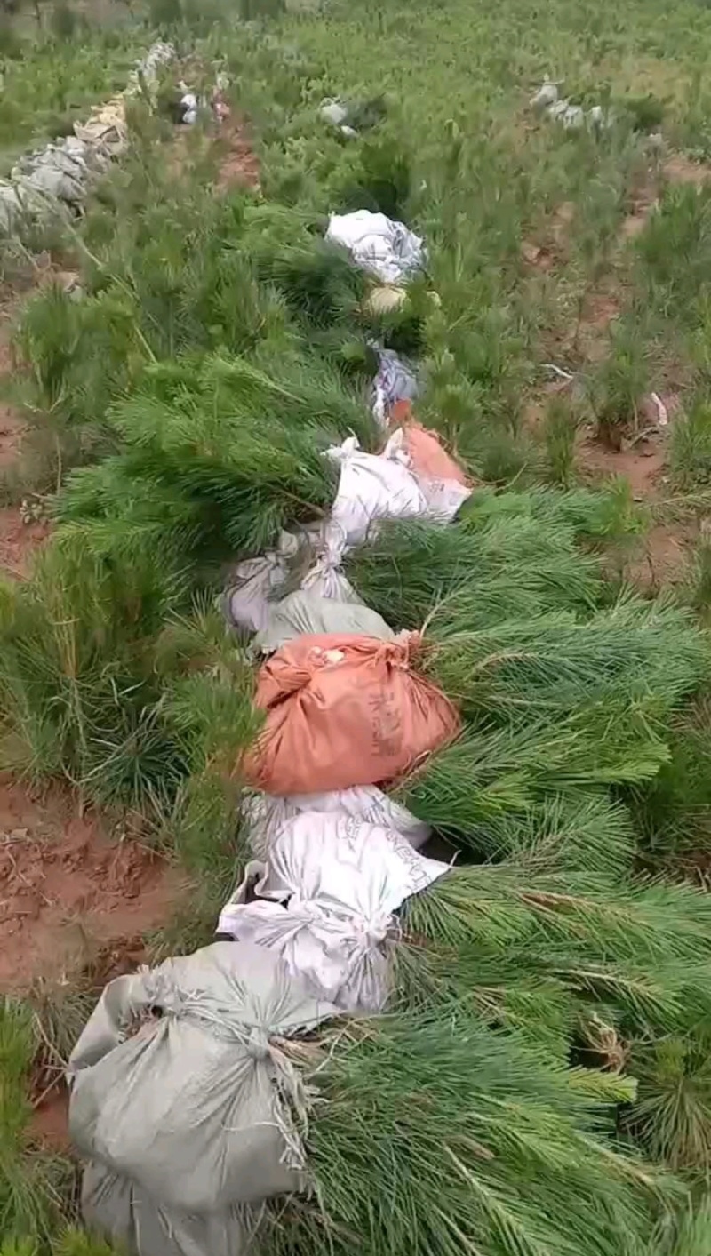 精选油松苗松树苗山东松树苗条形好运输便利基地直发成活