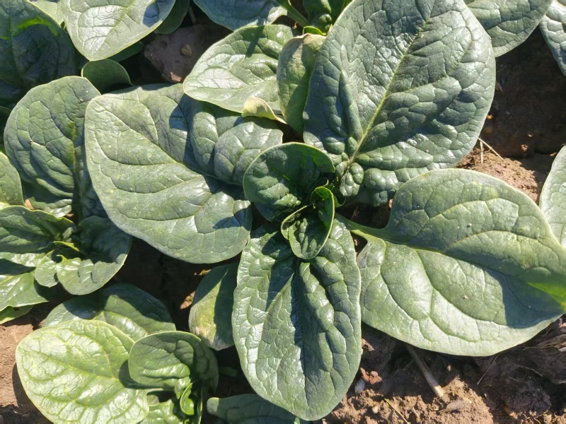 爬地菠菜，每天都有，实力的老板联系我