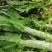 【实力臻选】湖北莴苣/荆州莴苣/对接全网商超/一件批发价