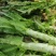 【实力臻选】湖北莴苣/荆州莴苣/对接全网商超/一件批发价