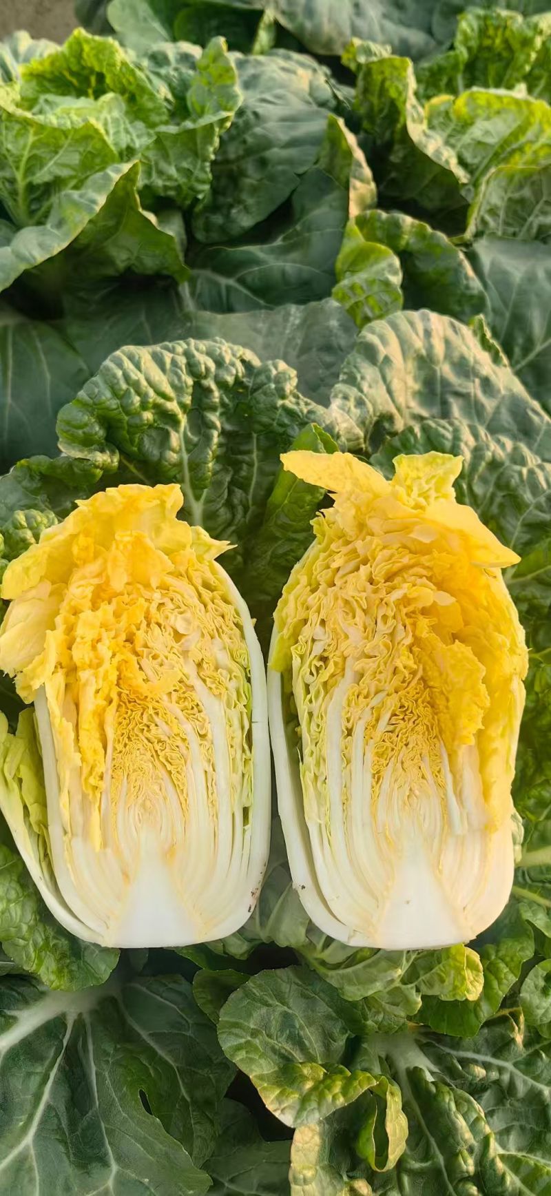 优选小娃娃菜，体型好看颜色黄，大量供应加工，电商，市场